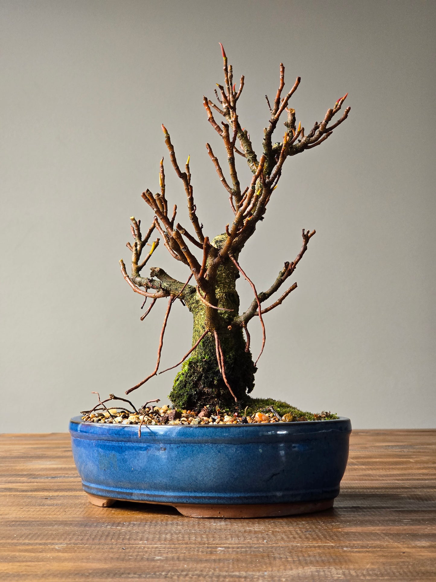 Ficus Rubiginosa (Port Jackson Fig)  Bonsai #001