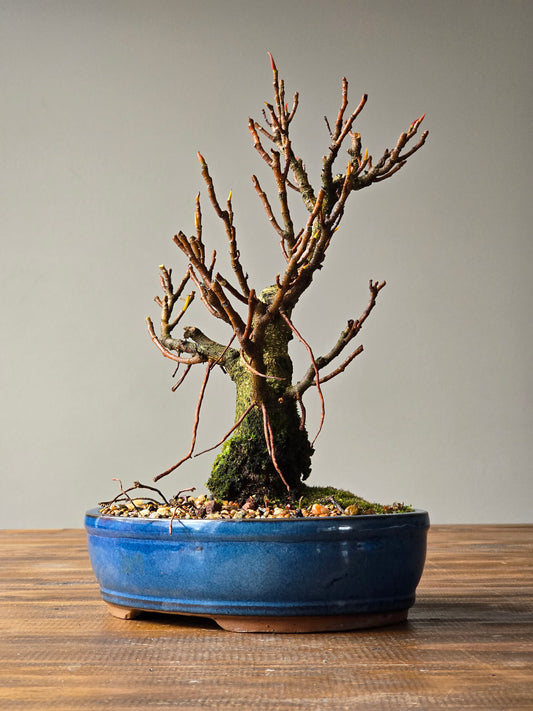 Ficus Rubiginosa (Port Jackson Fig)  Bonsai #001