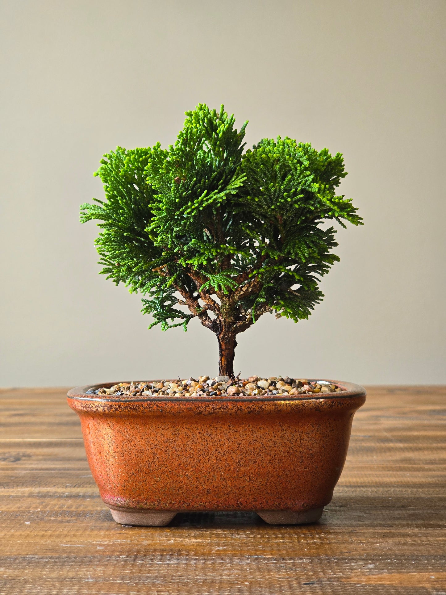 Hinoki Cypress Bonsai Starter