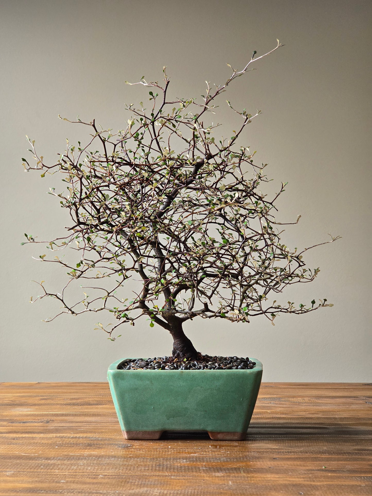 Large Corokia Bonsai