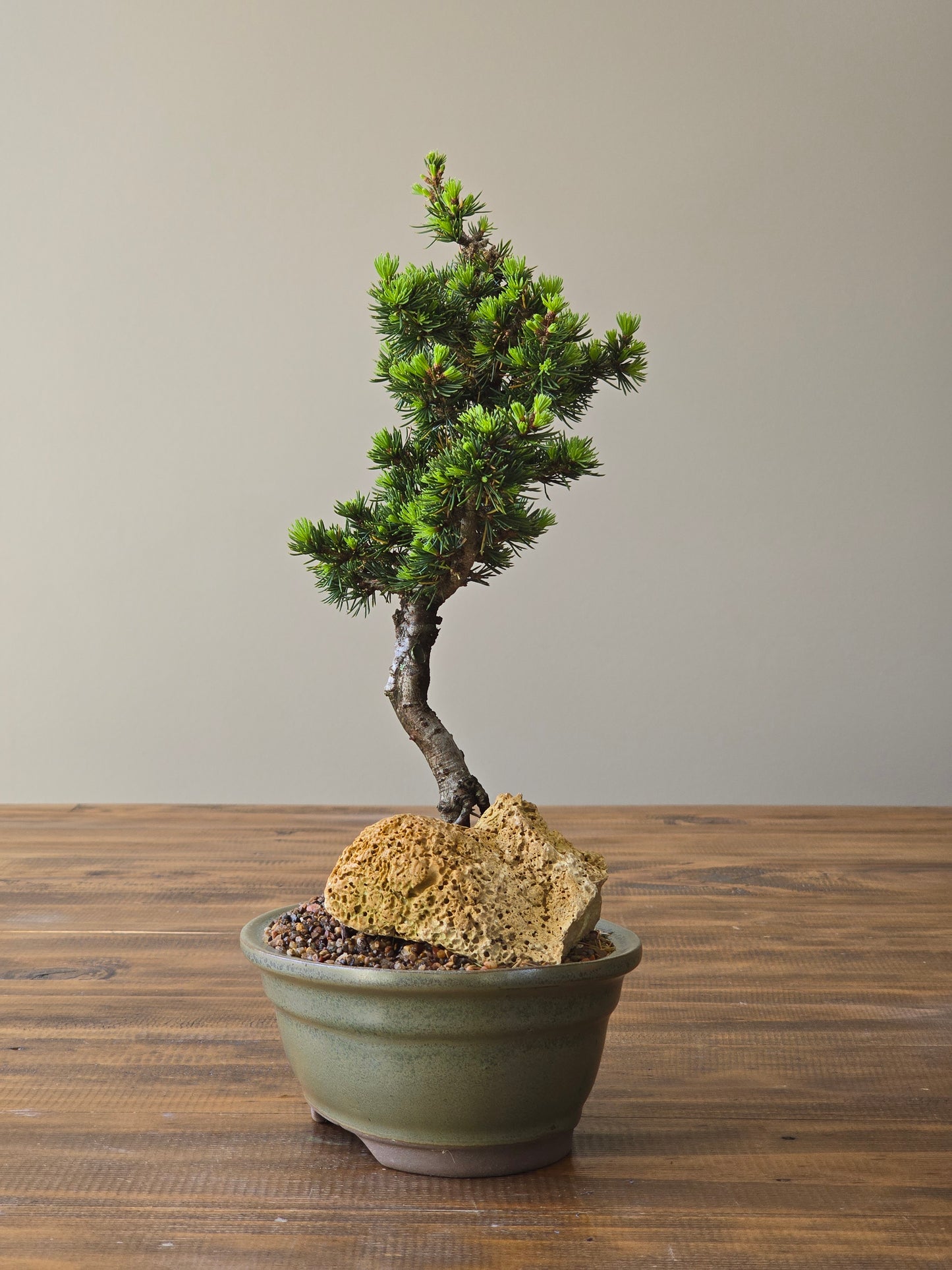 Cedrus Libani (Kenwith) Bonsai