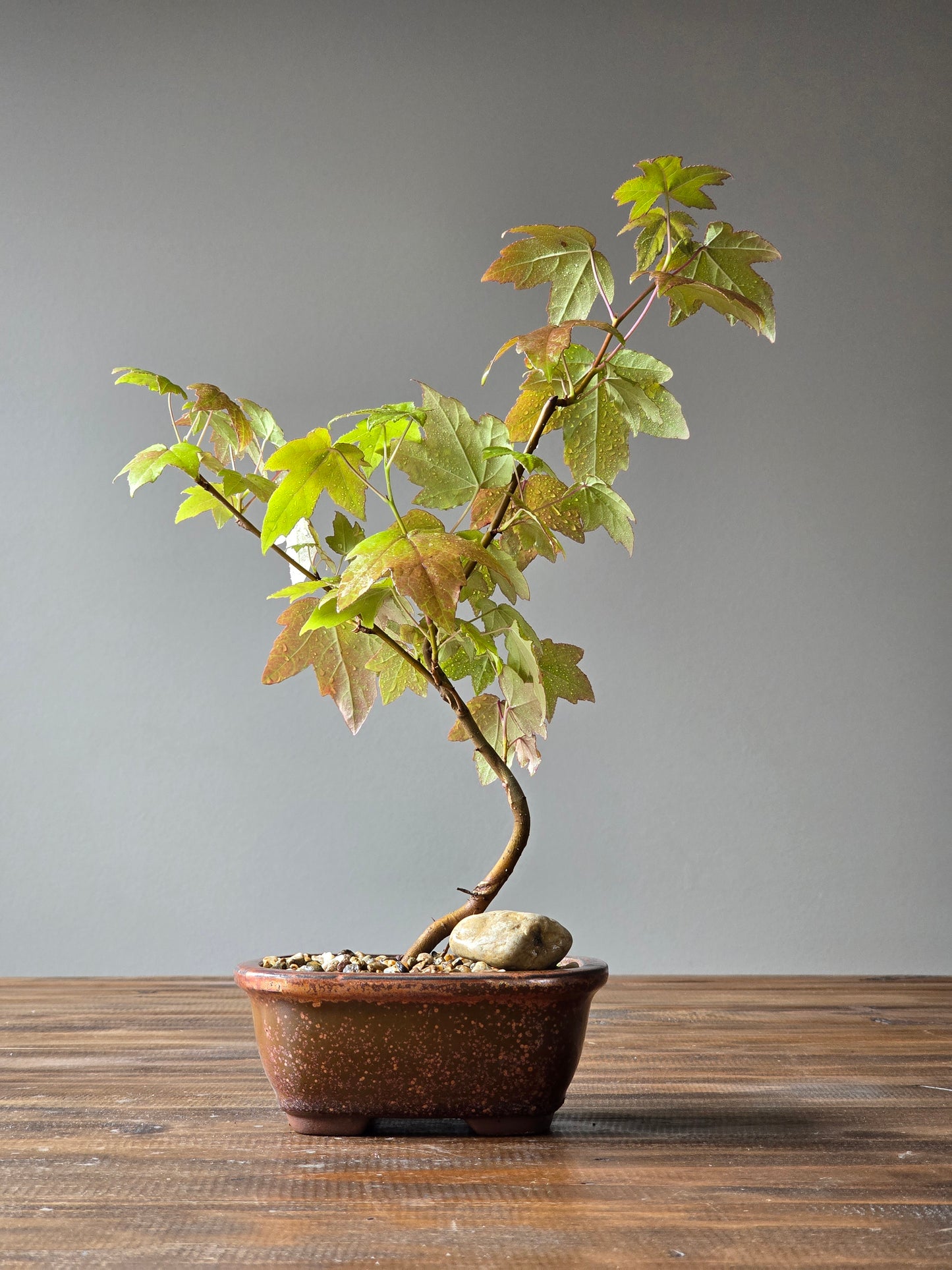 American Sweetgum Bonsai