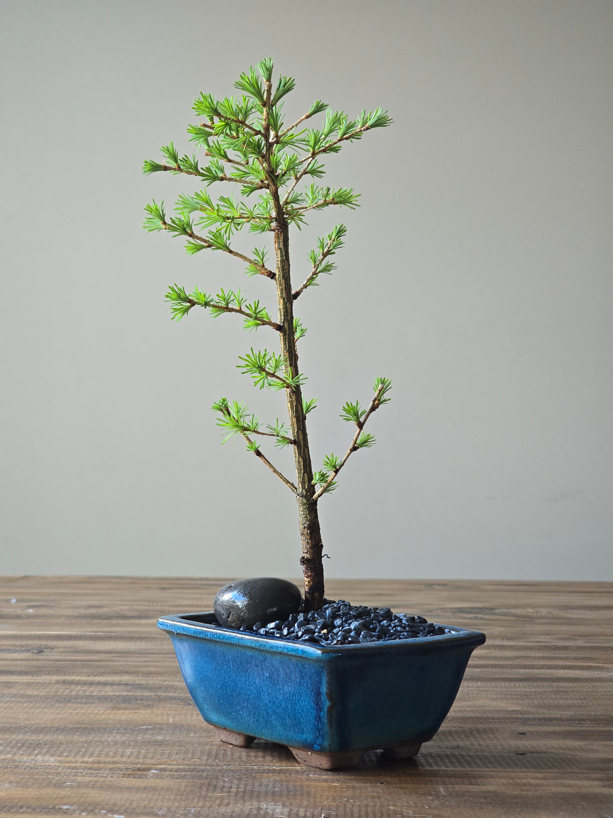 Japanese Larch Bonsai Starter