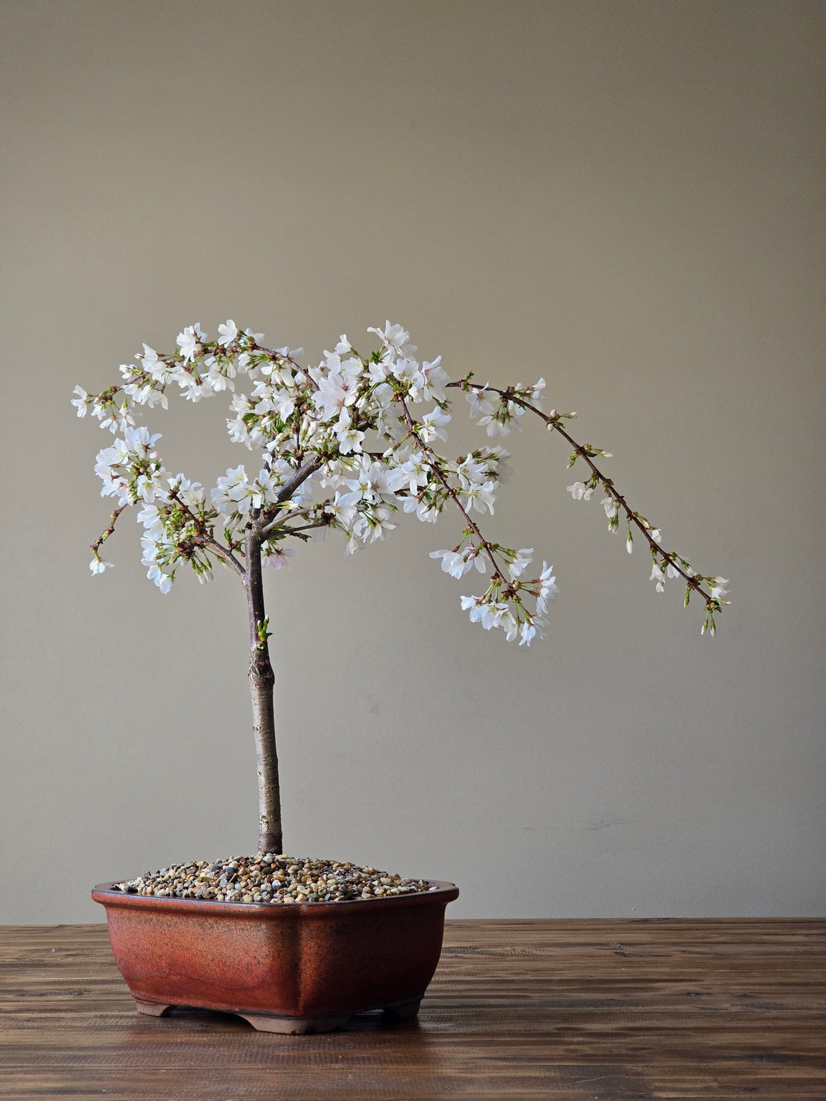 ‘Falling Snow’ Weeping Cherry Blossom Bonsai