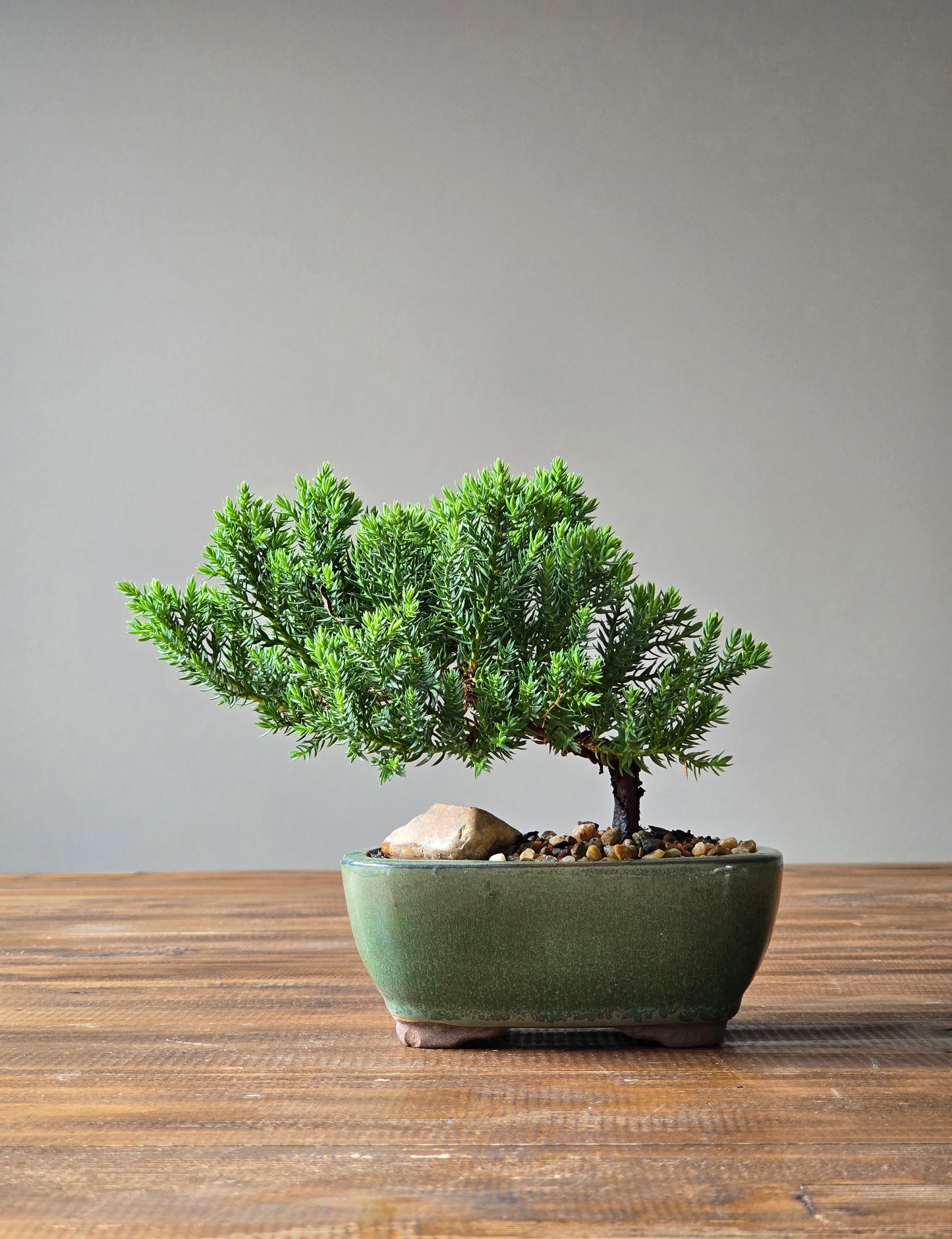 Juniper Bonsai Starter