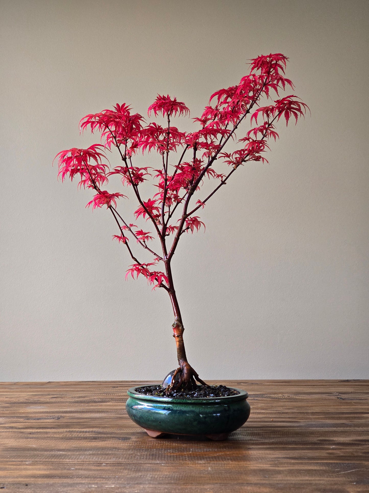 Skeeter's Broom Japanese Maple Bonsai