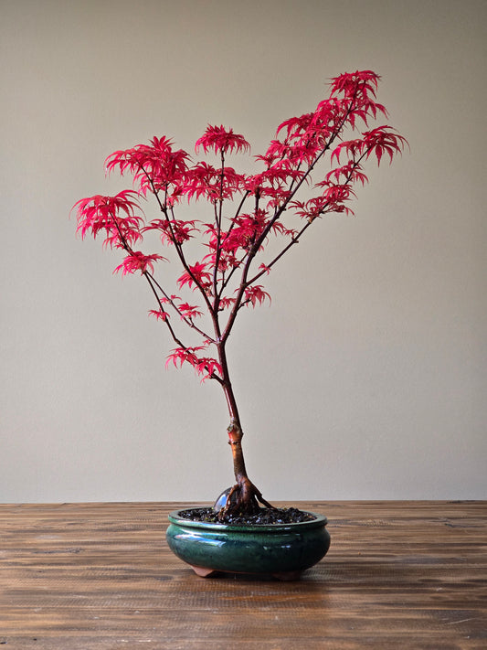 Skeeter's Broom Japanese Maple Bonsai