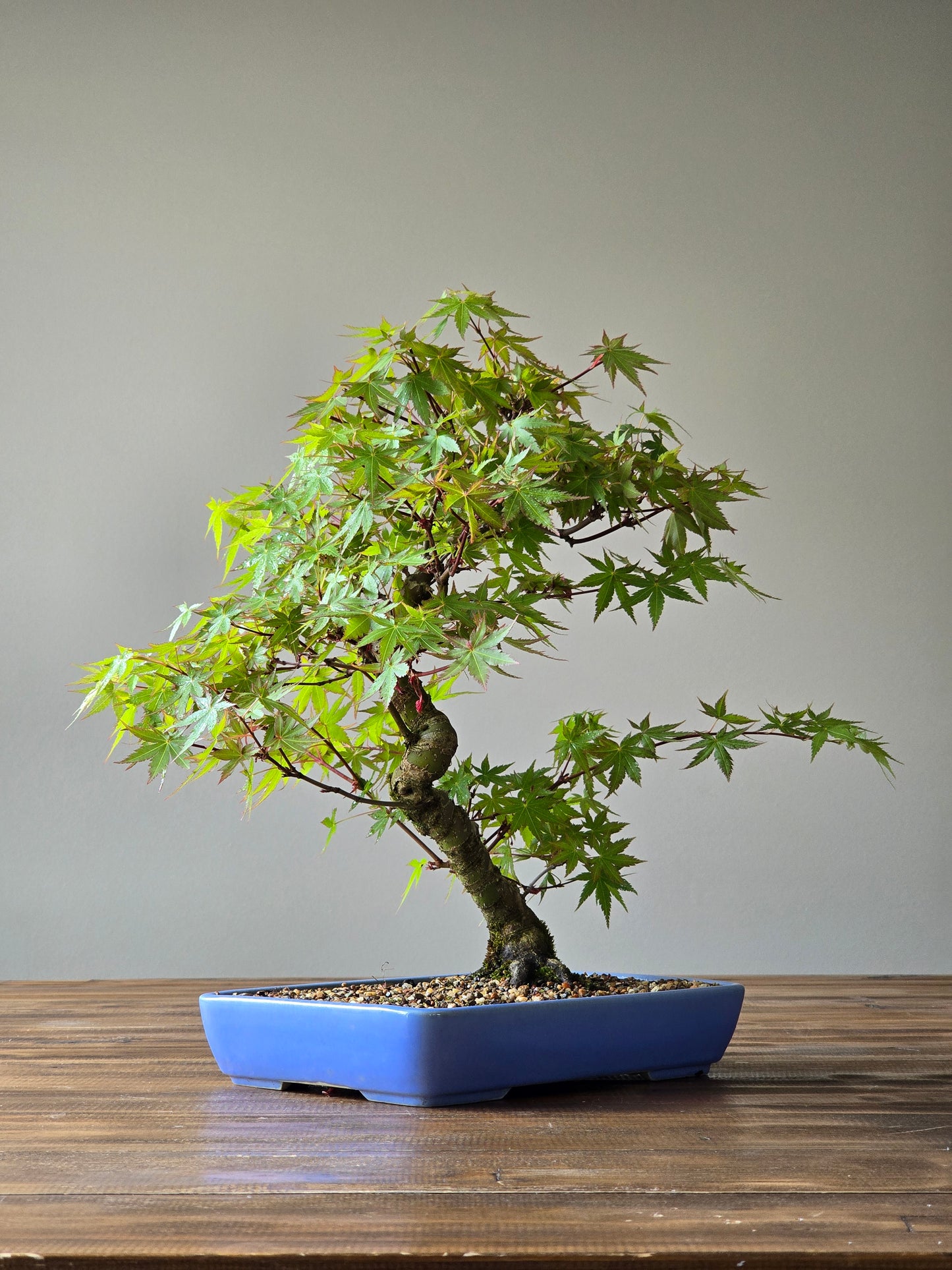 Advanced Japanese Maple Bonsai, Purple Shallow Pot (Lay-by Available)