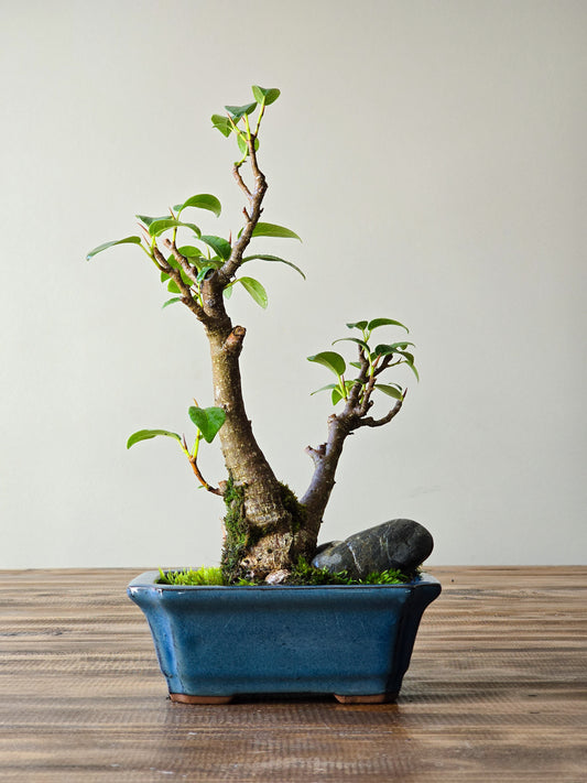 Ficus Rubiginosa (Port Jackson Fig)  Bonsai