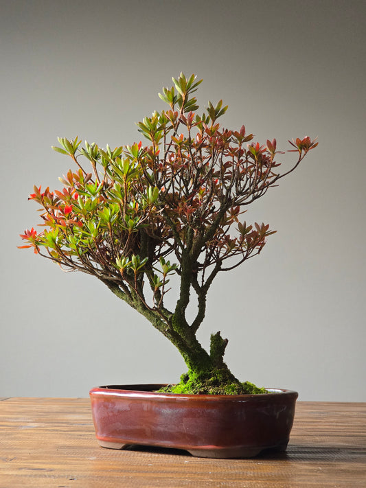Azalea Bonsai