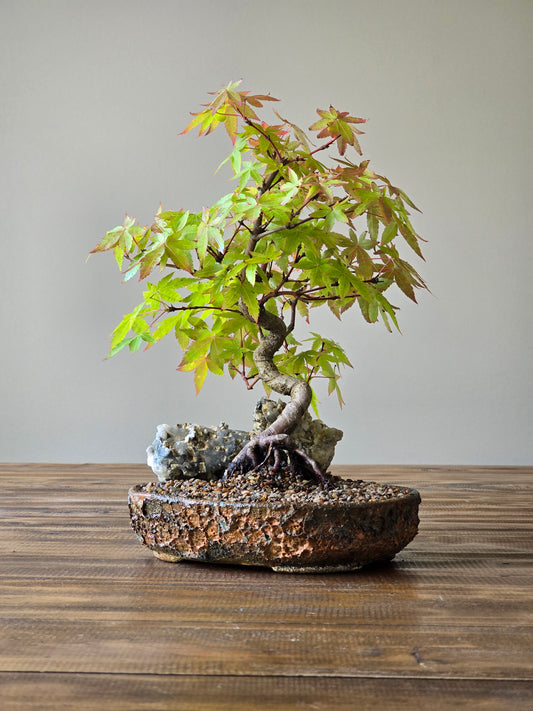 Coral Bark Japanese Maple with handmade pot
