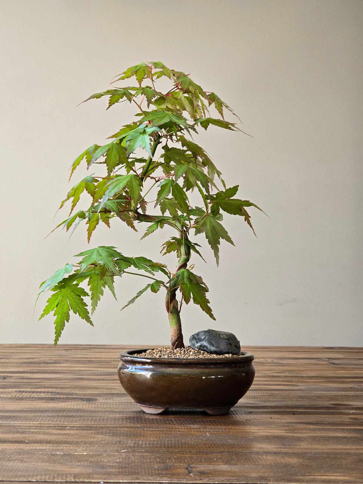 Japanese Maple Bonsai