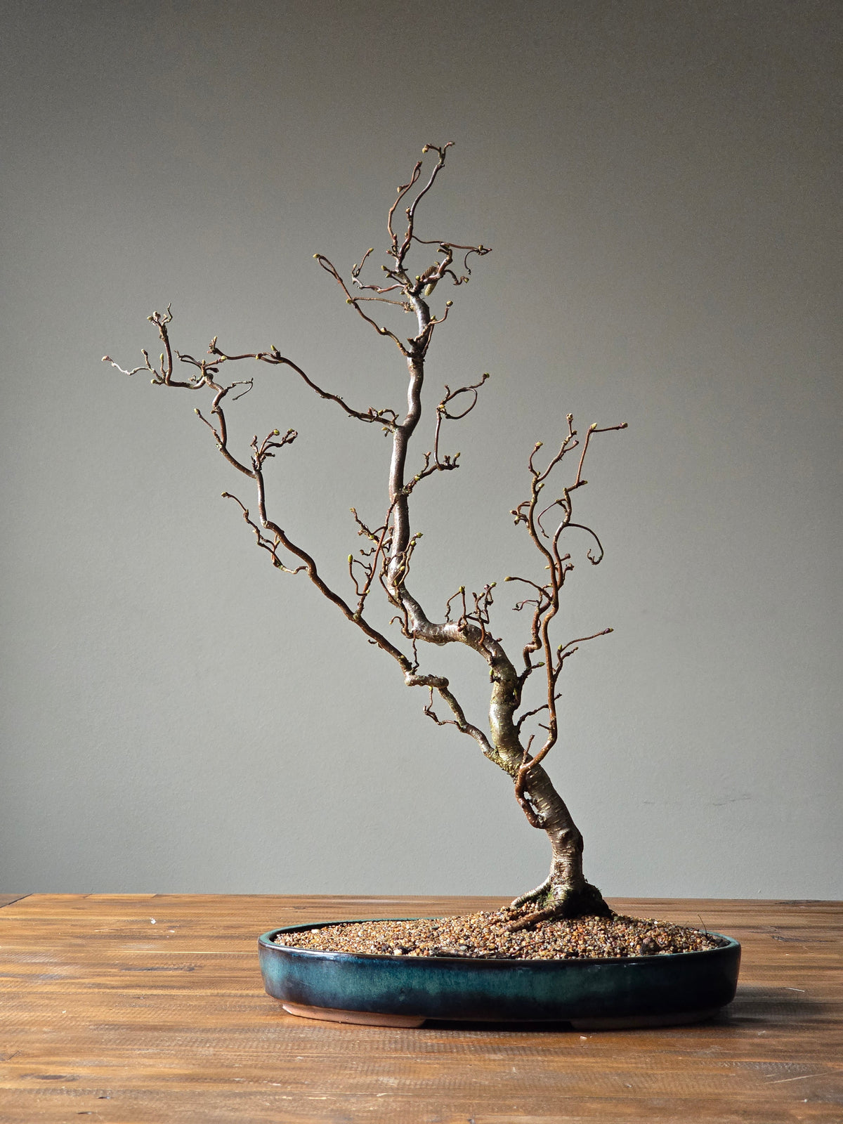 Corkscrew Hazels Bonsai