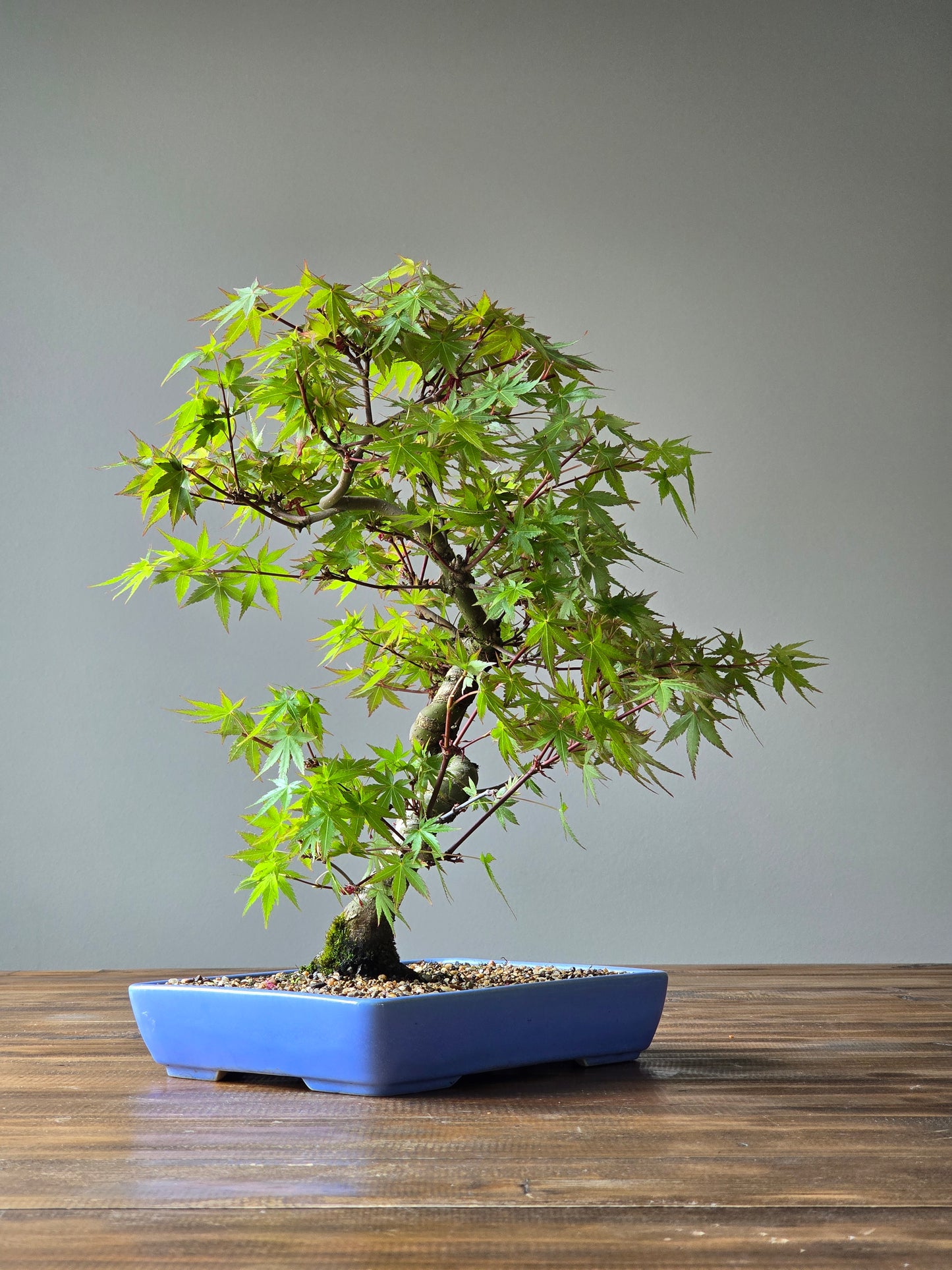 Advanced Japanese Maple Bonsai, Purple Shallow Pot (Lay-by Available)