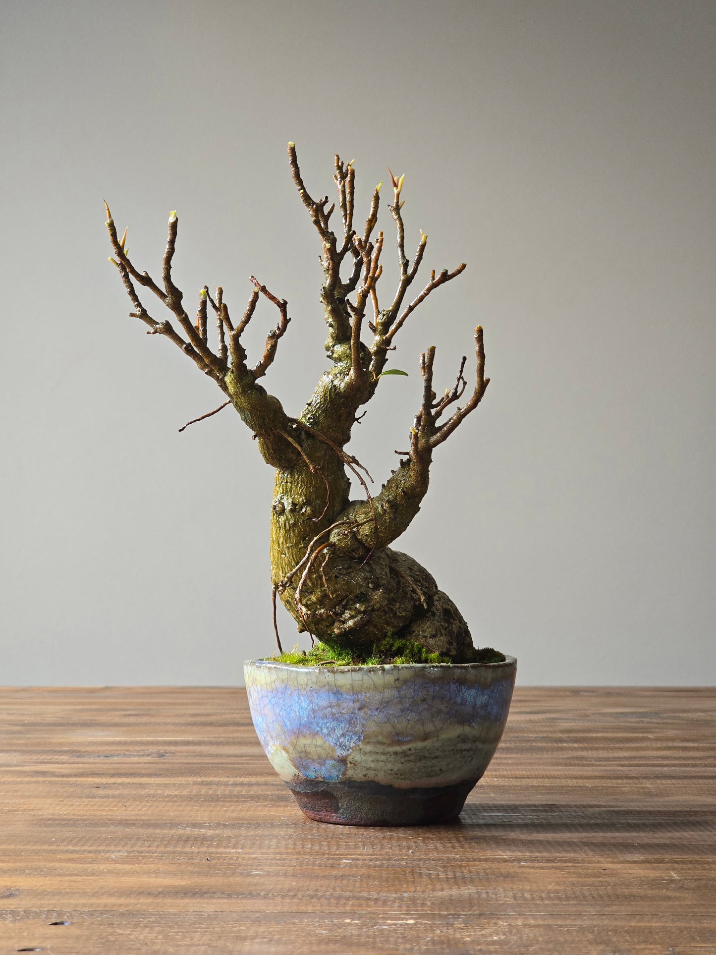 Advanced Ficus Rubiginosa (Port Jackson Fig) Bonsai in handmade pot