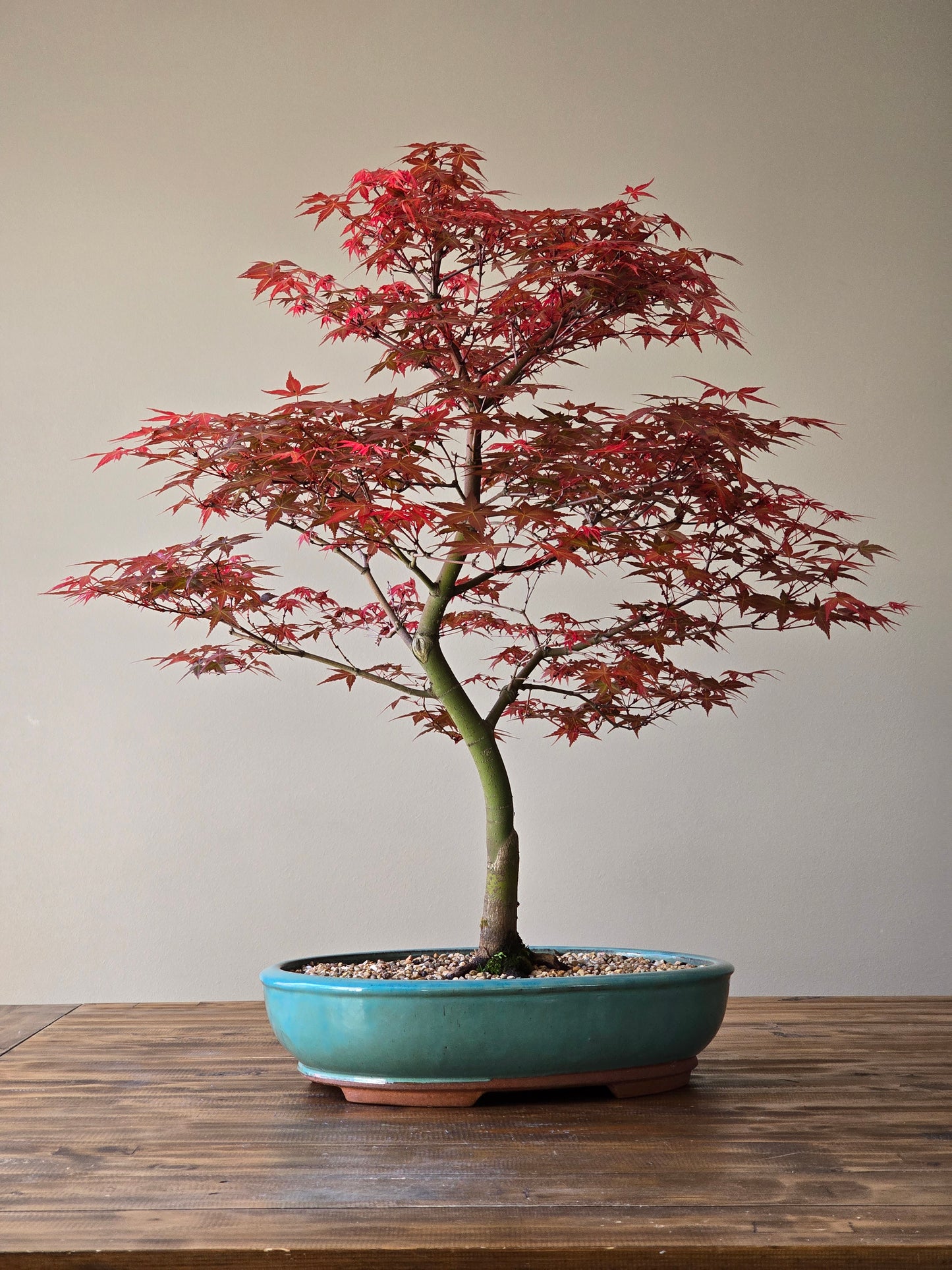 Large Shindeshojo (PICKUP ONLY, Layby Available)