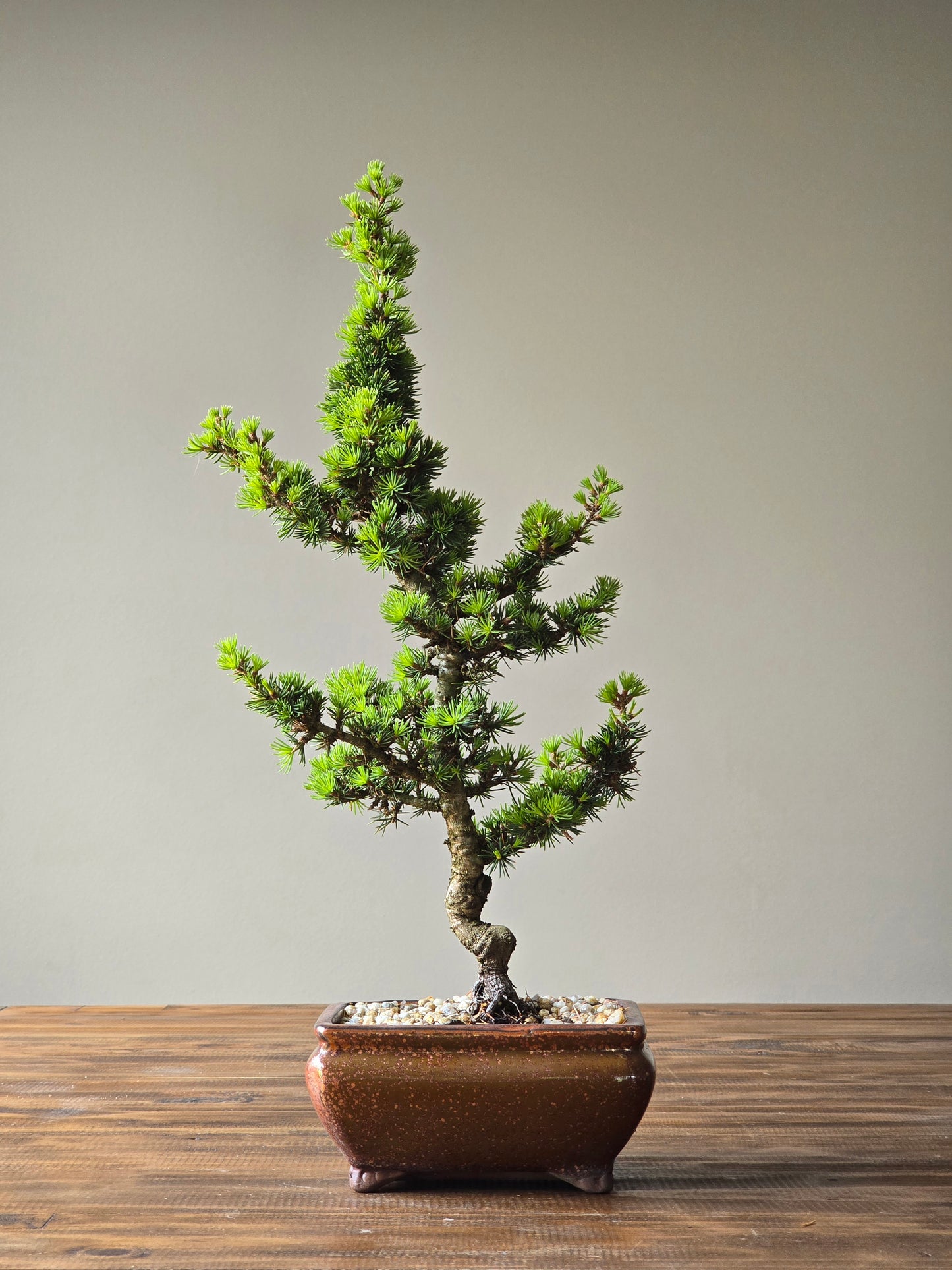 Cedrus Libani (Kenwith) Bonsai