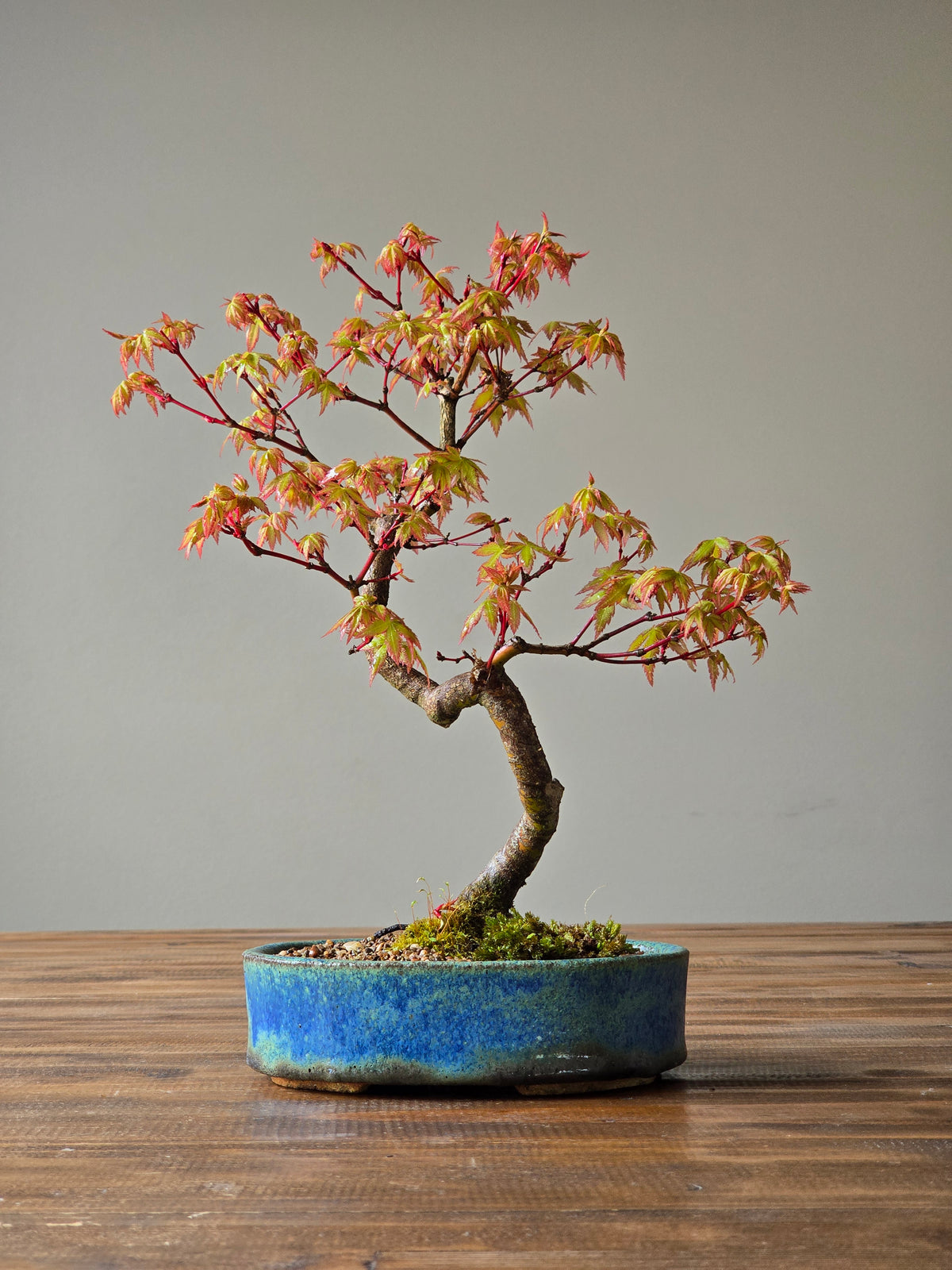 Coral Bark Japanese Maple with handmade pot