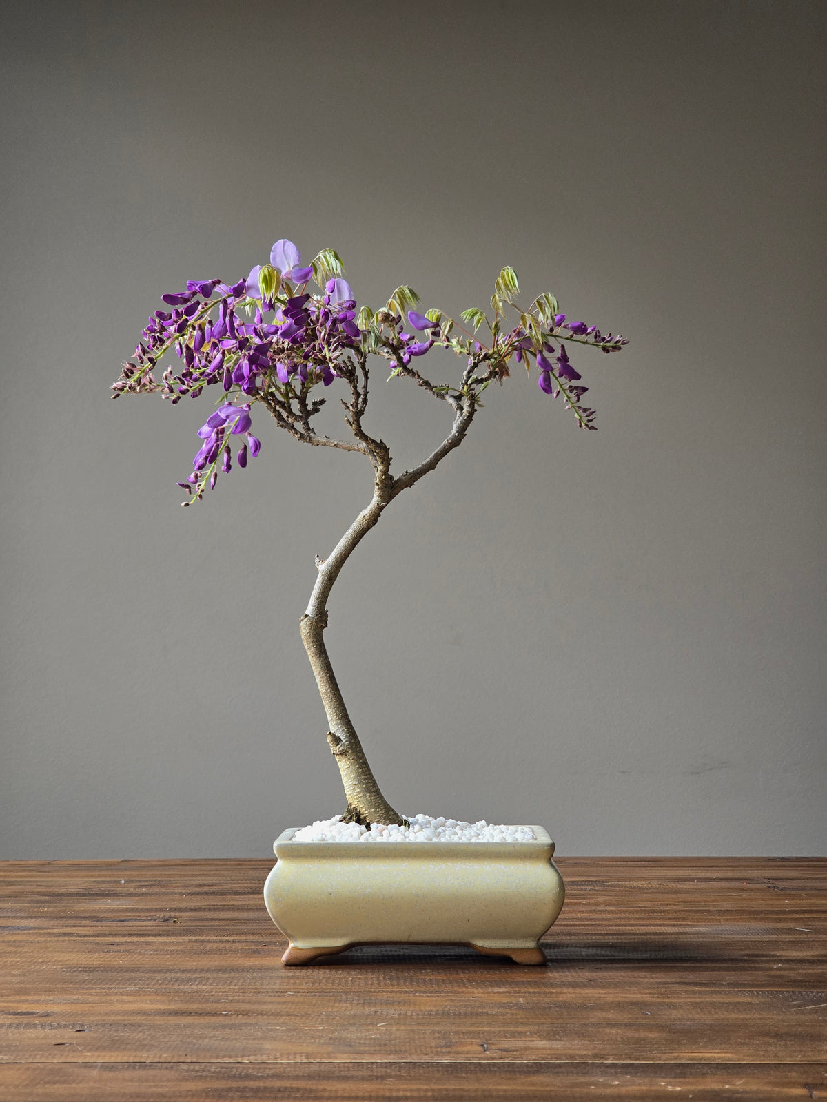 Wisteria Bonsai