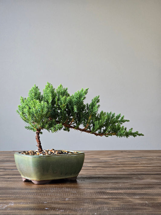 Juniper Bonsai