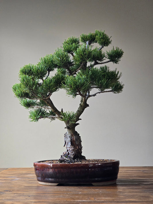 Large Pinus mugo 'Pincushion'