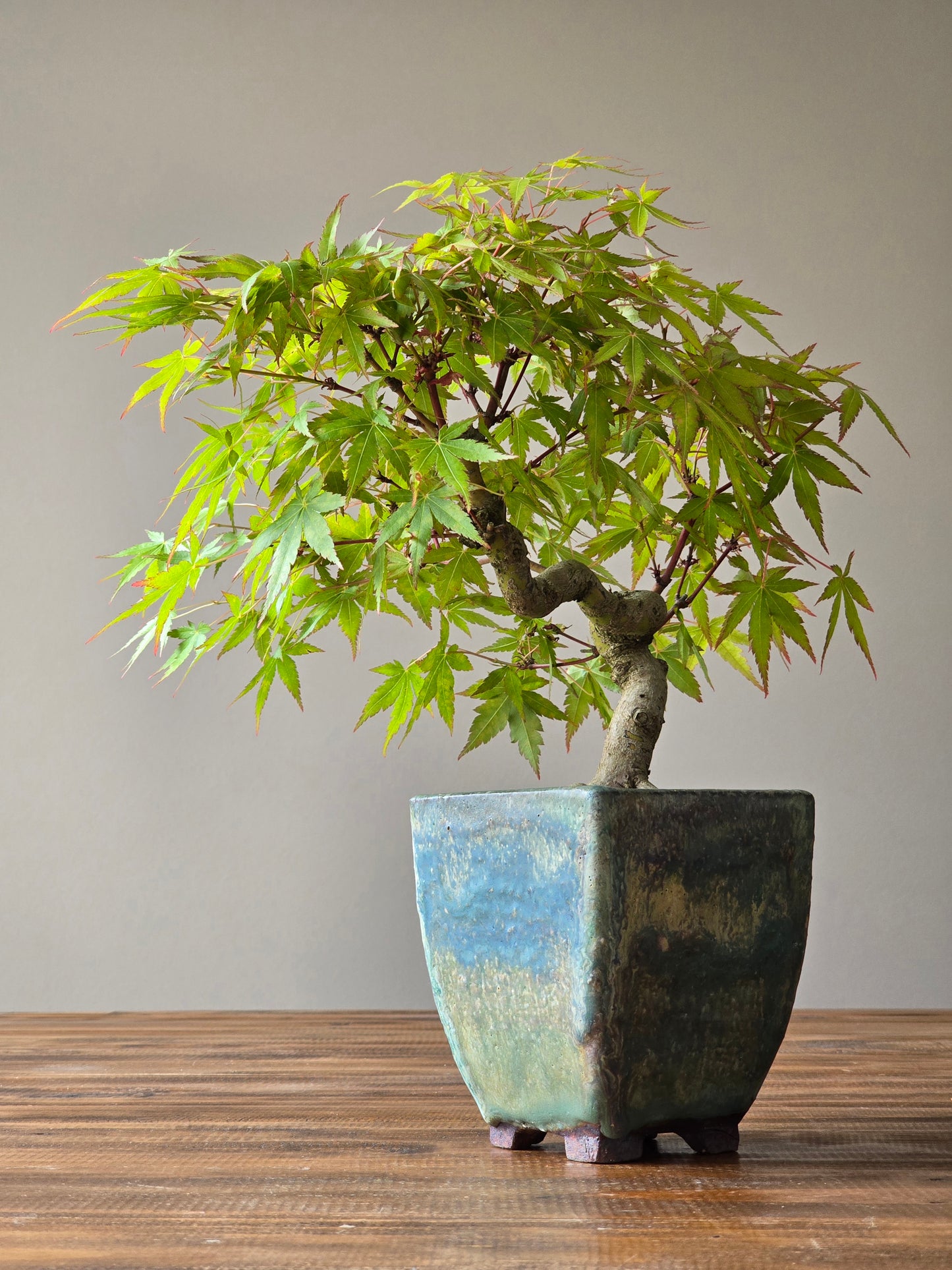 Semi Cascade Coral Bark Japanese Maple with handmade pot