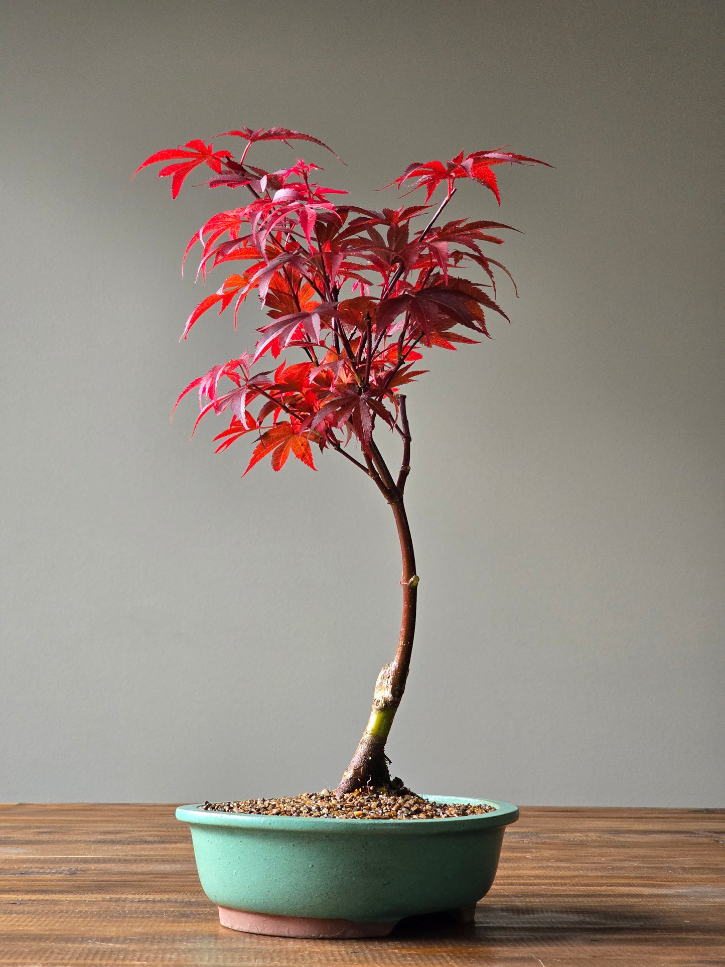 Skeeter's Broom Japanese Maple Bonsai