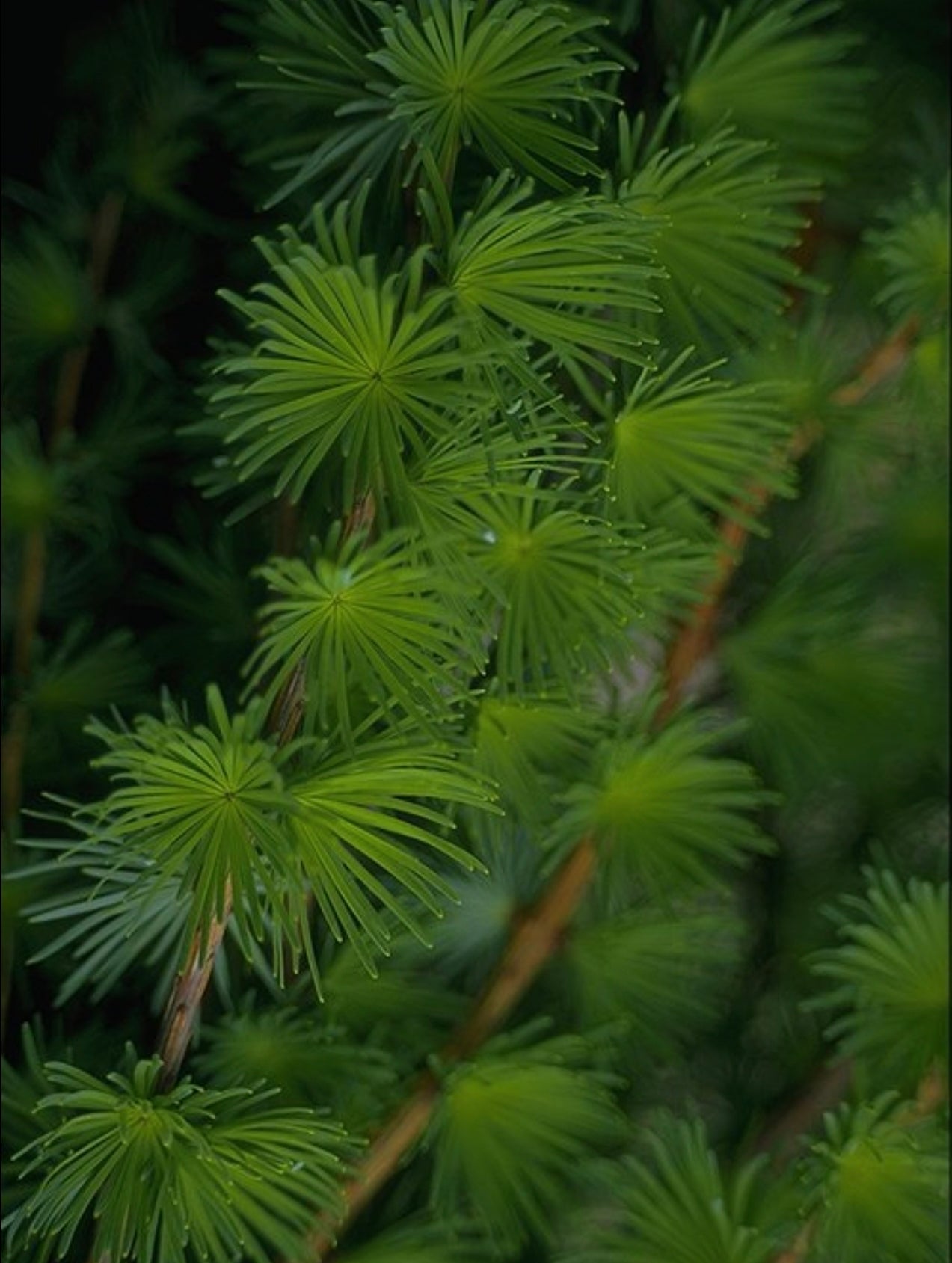 3 Japanese Larch Bonsai Forest Starters