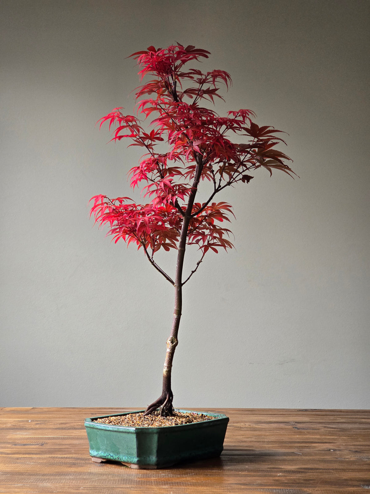Skeeter's Broom Japanese Maple Bonsai