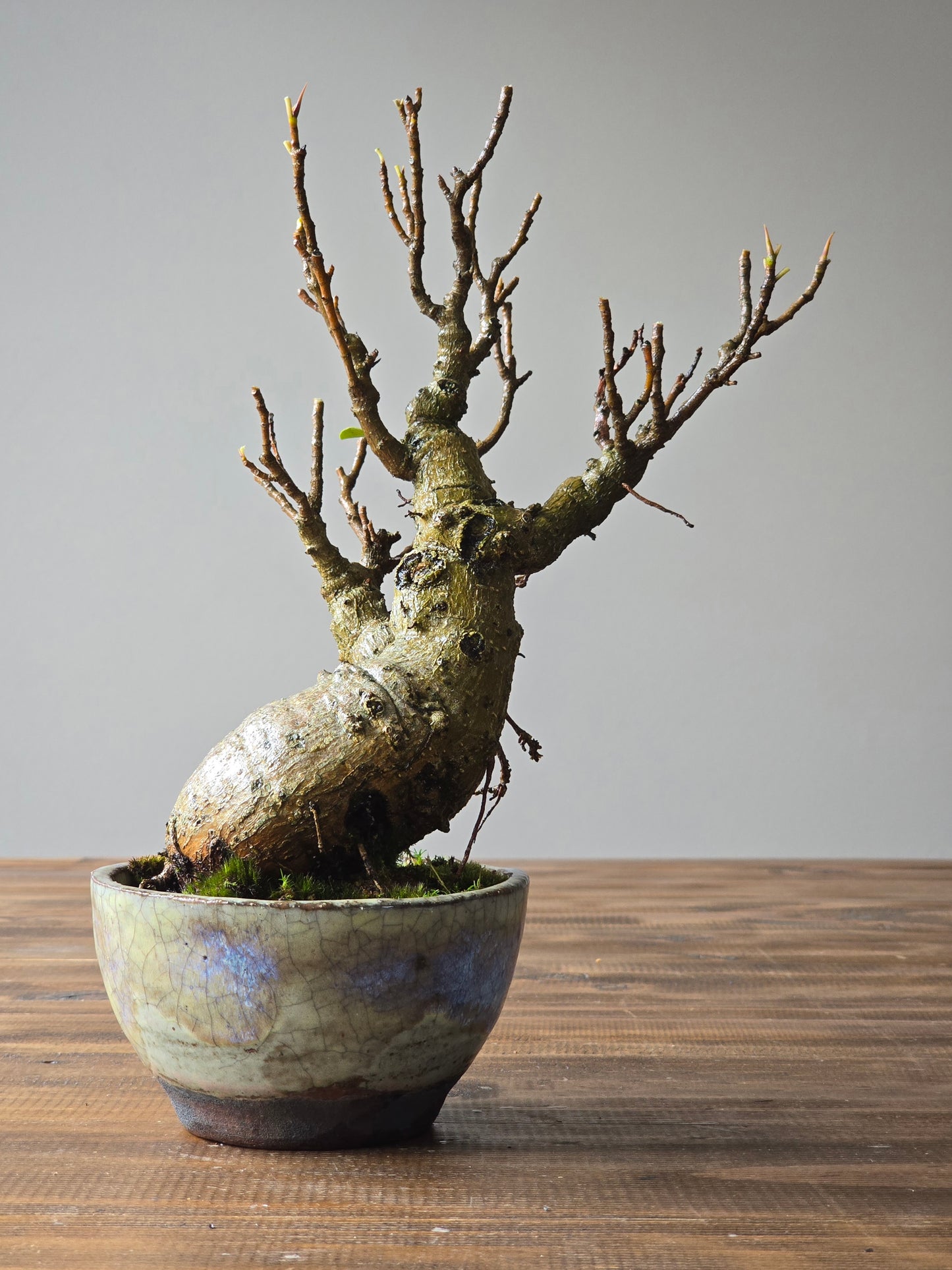 Advanced Ficus Rubiginosa (Port Jackson Fig) Bonsai in handmade pot