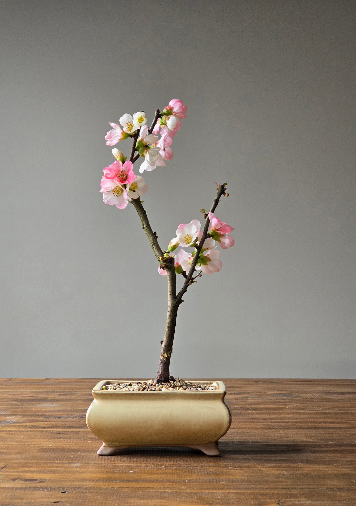 Quince Bonsai