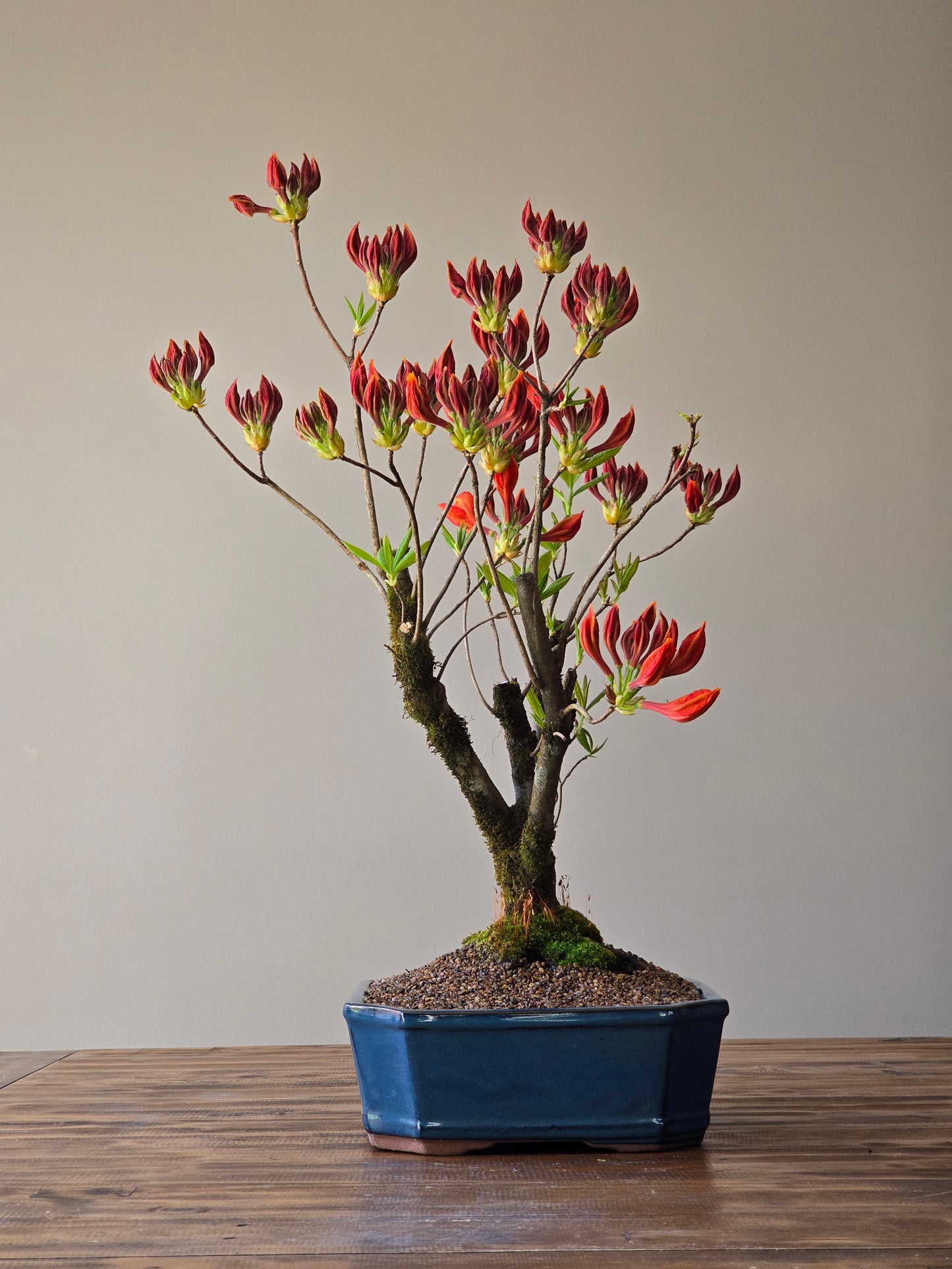 Large Azalea "GoldenEagle" (Pickup Only)