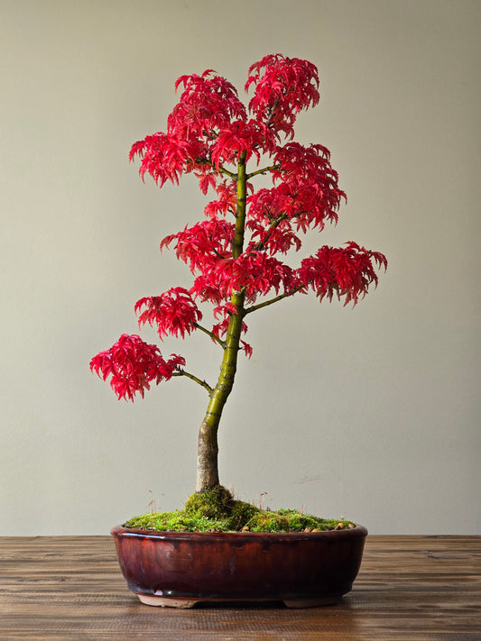 Shishigashira Japanese Maple