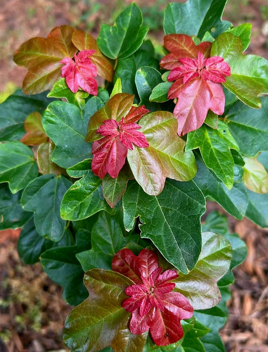Miyasama Yatsubusa Bonsai