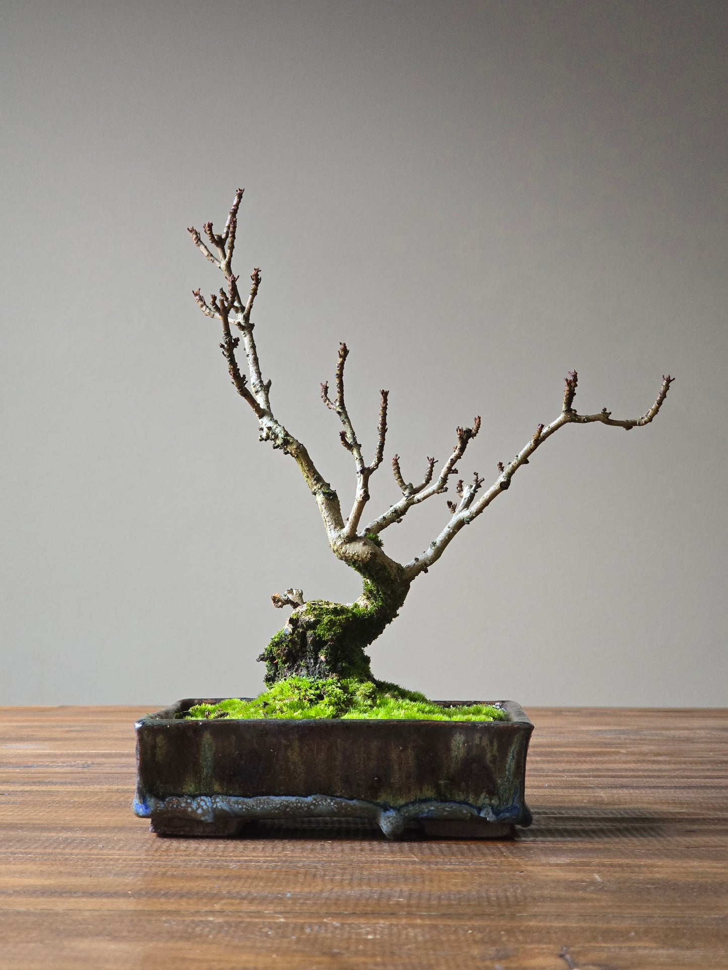 Desert Ash Bonsai, handmade pot