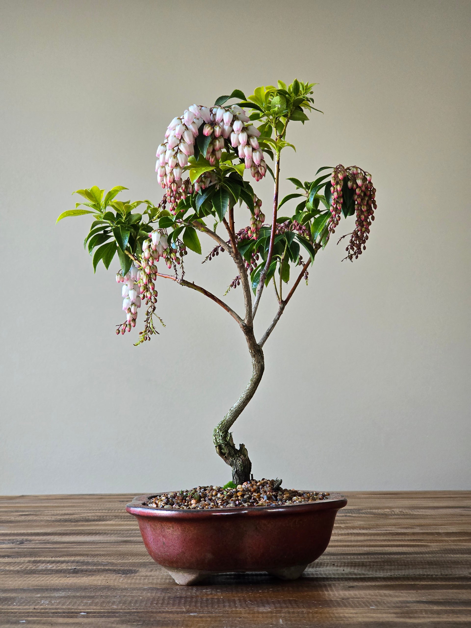 Pieris Japonica Bonsai – B for Bonsai