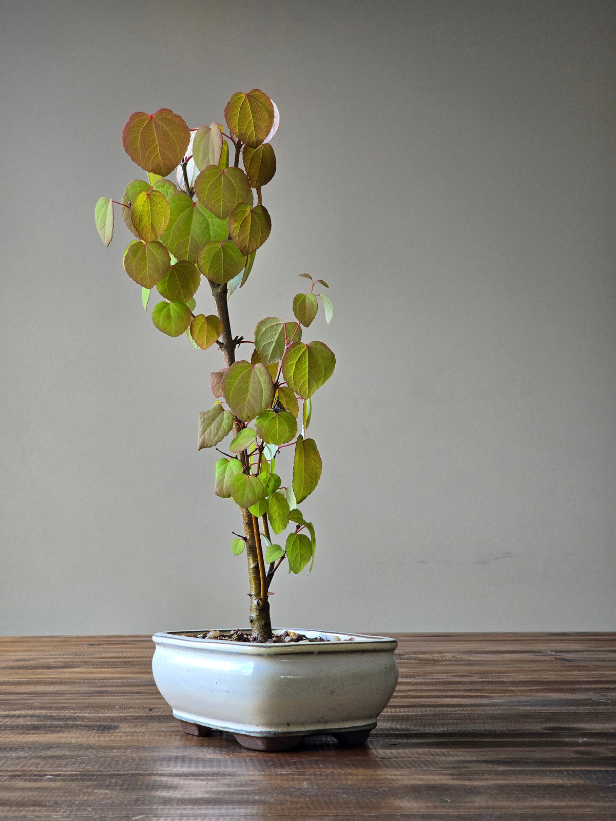 Katsura Bonsai