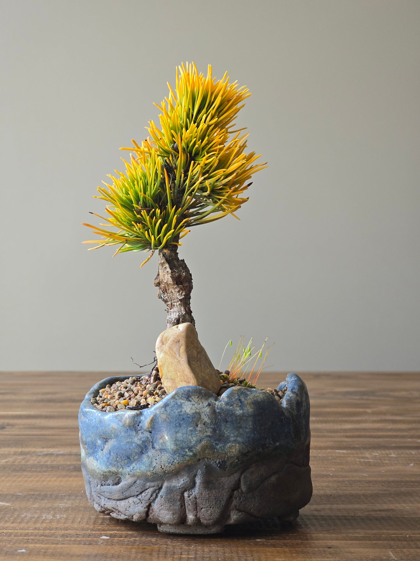 Mame Pinus Mugo - Winter Gold, handmade pot