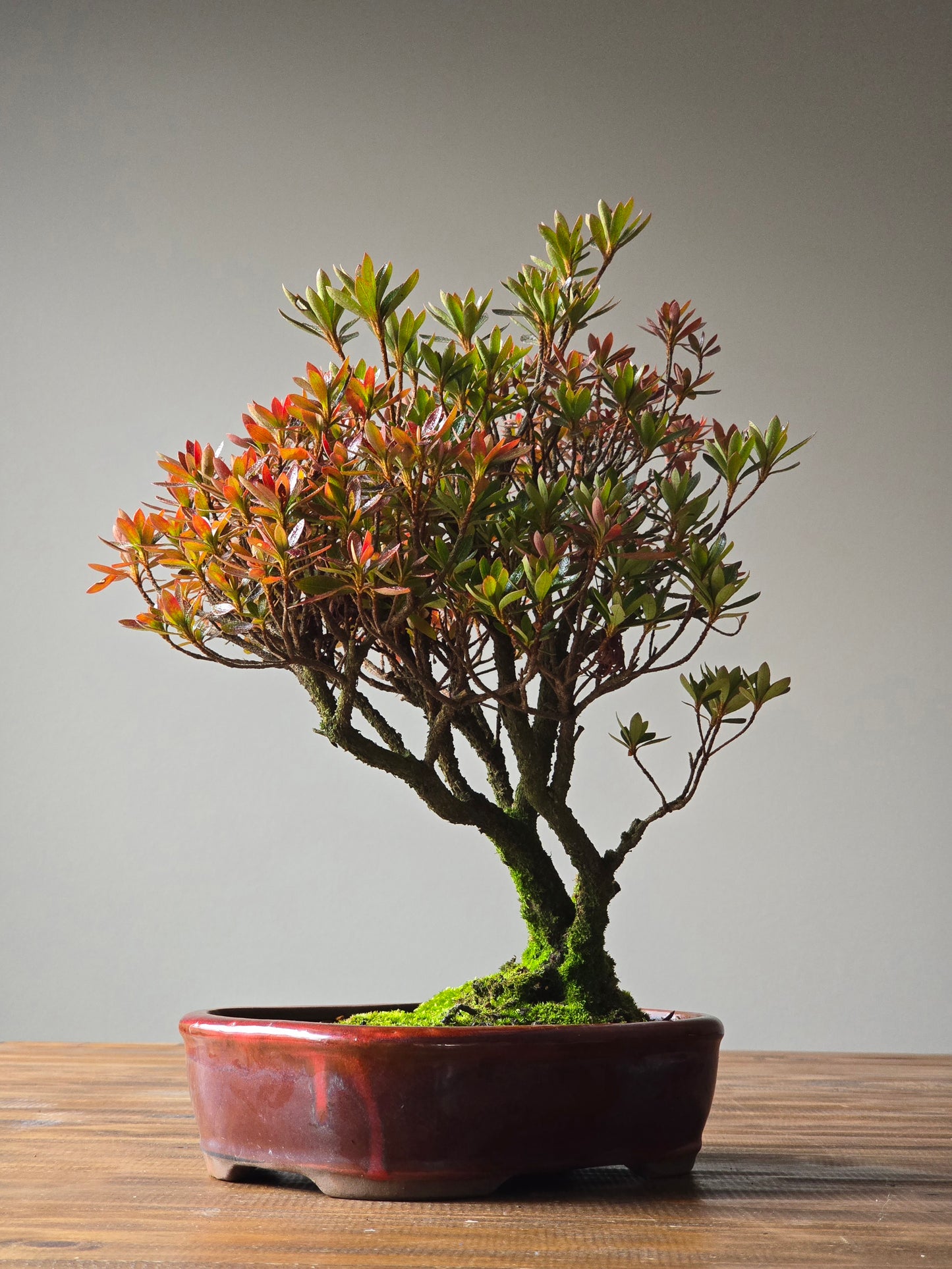 Azalea Bonsai