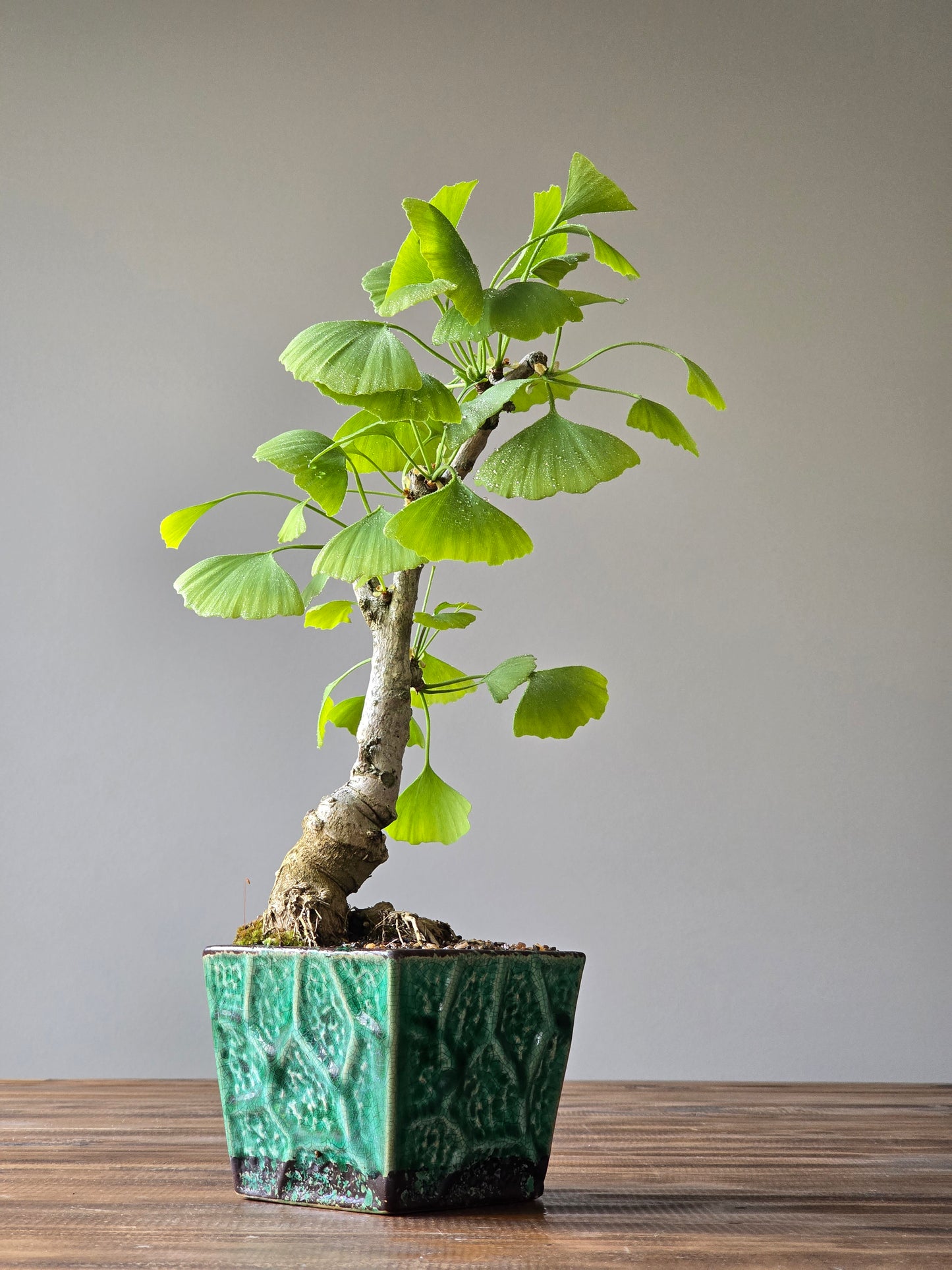 Gingko Biloba Autumn Gold