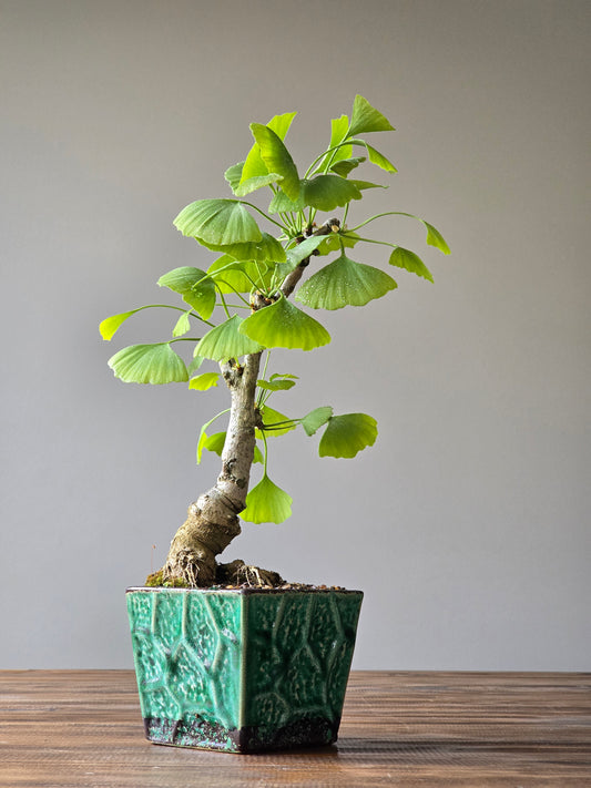 Gingko Biloba Autumn Gold