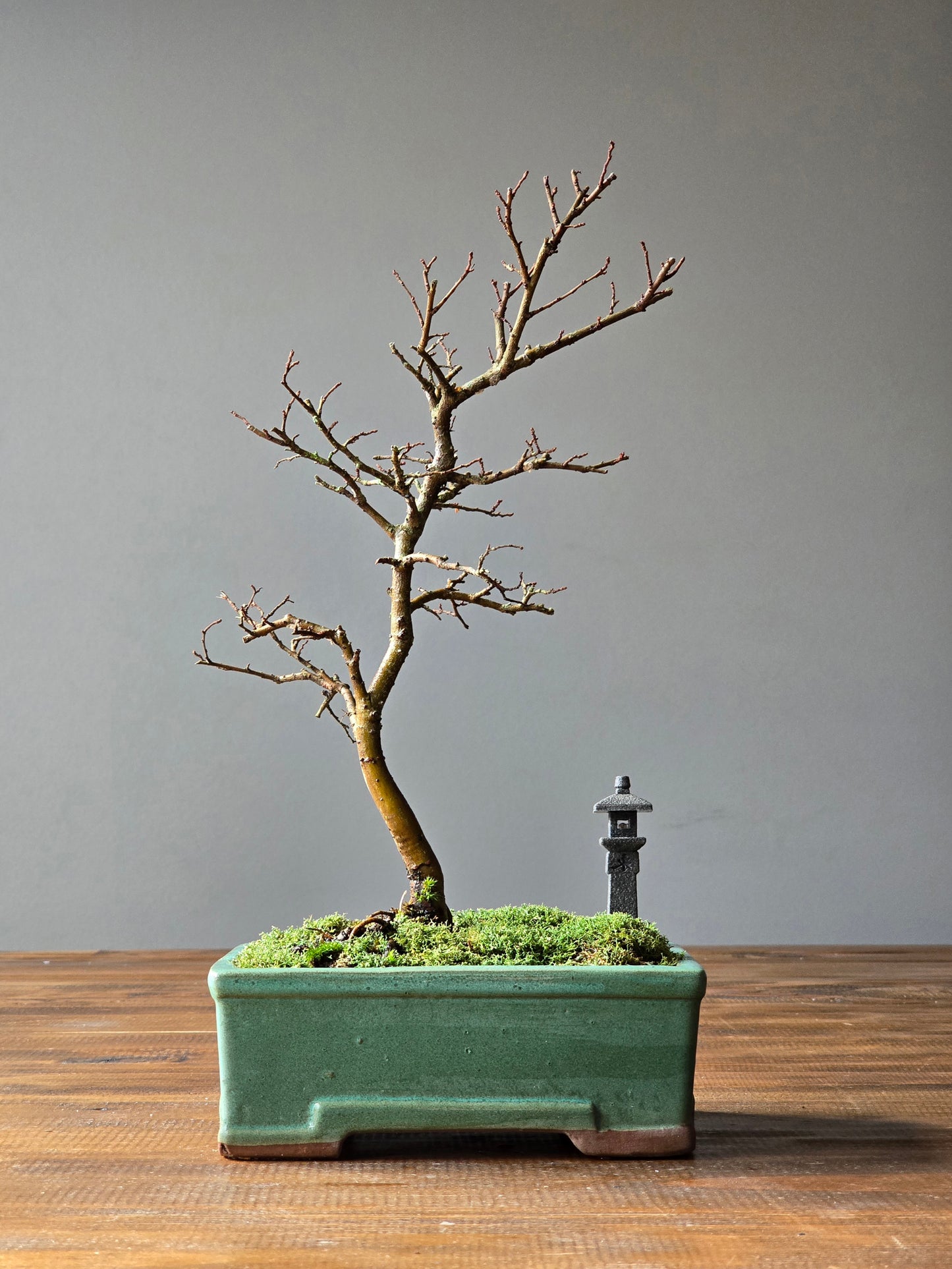 Chinese Elm Bonsai with handmade Japanese Lantern