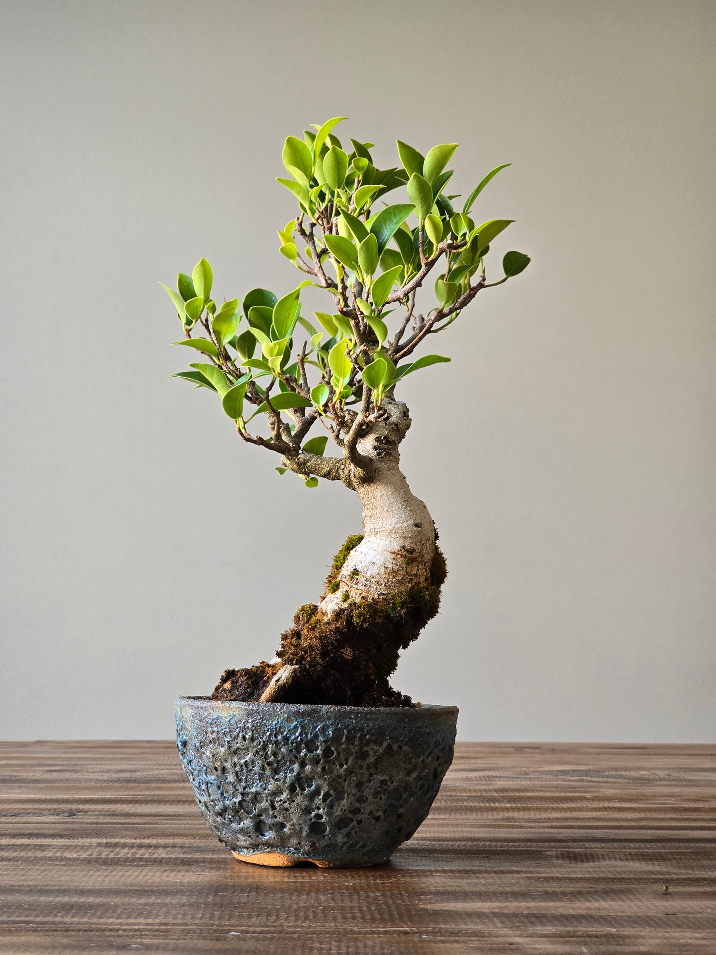 Advanced Ficus Rubiginosa (Port Jackson Fig) Bonsai in handmade pot