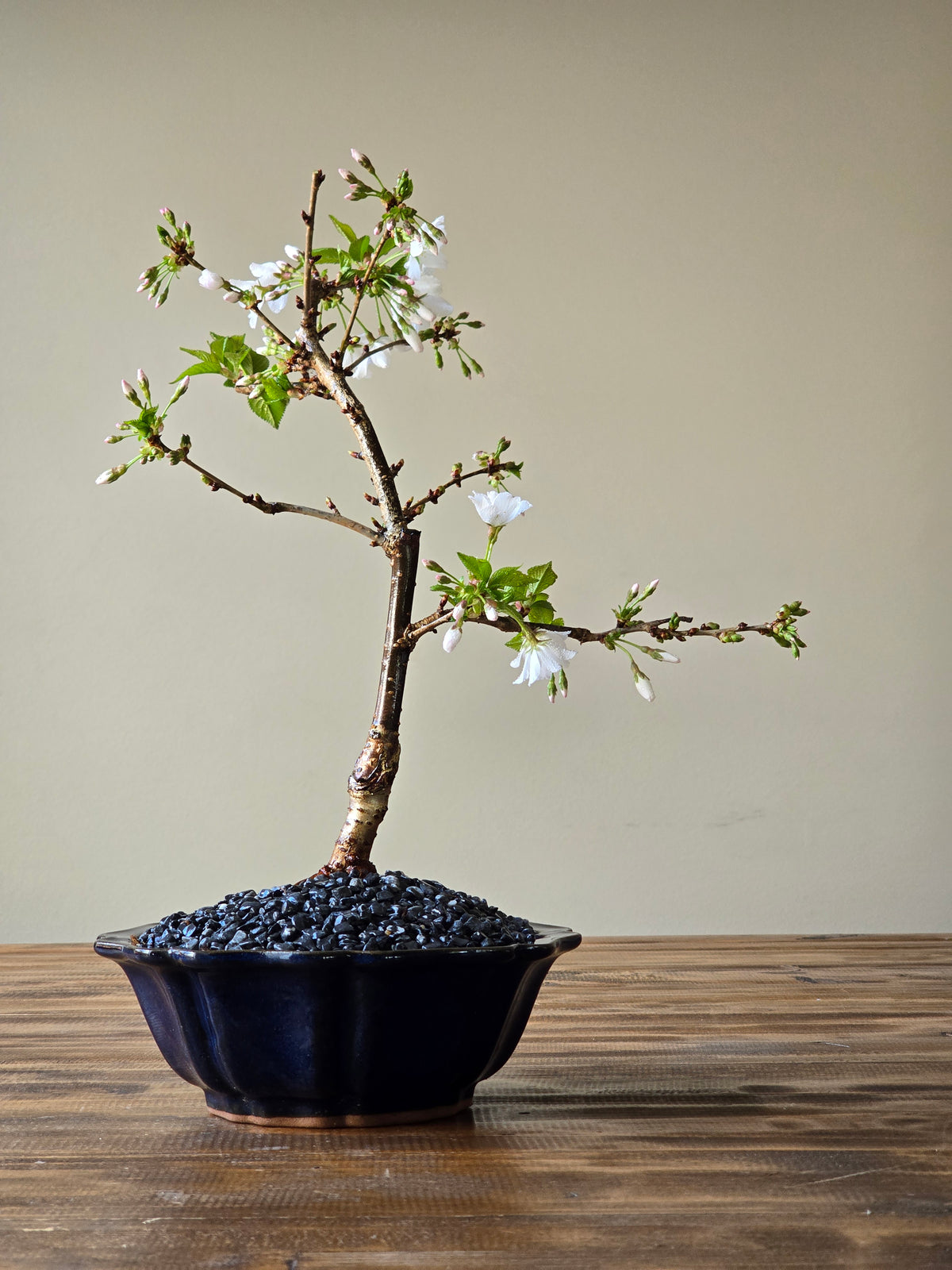 Falling Snow Bonsai