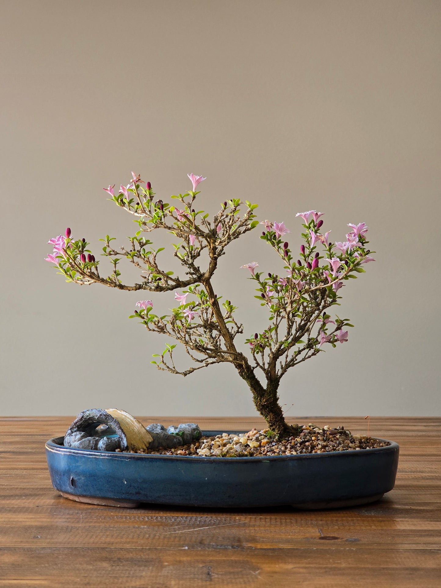 Serissa Bonsai with figurine