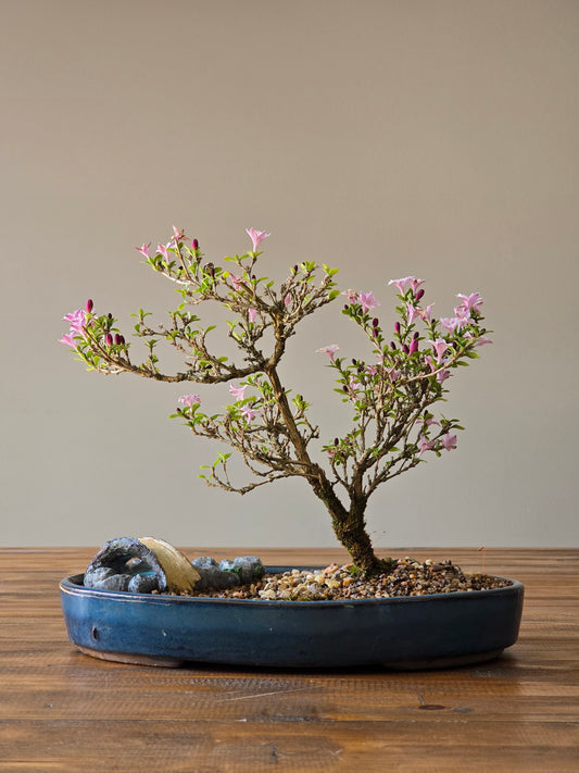 Serissa Bonsai with figurine