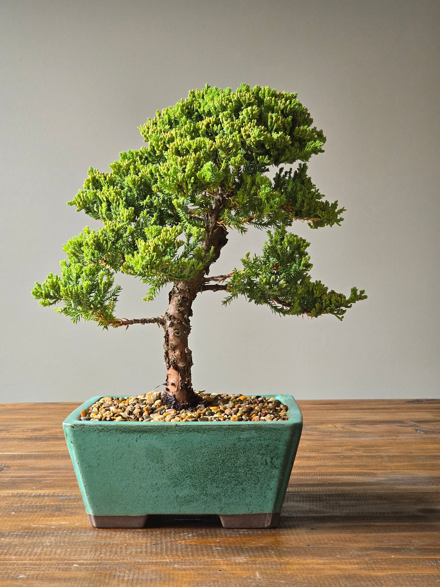 Large Juniper Bonsai