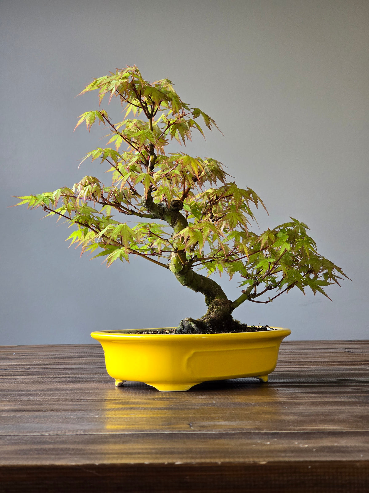 Advanced Japanese Maple Bonsai, Purple Shallow Pot (Lay-by Available)