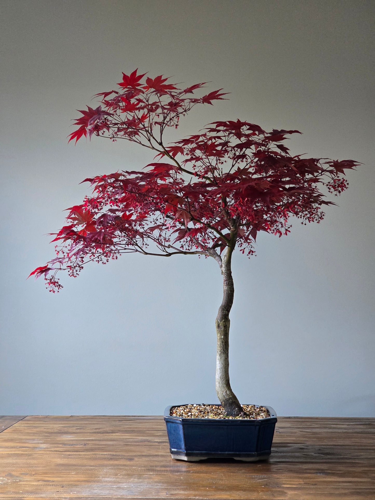 Large Bloodgood Japanese Maple (PICKUP ONLY)