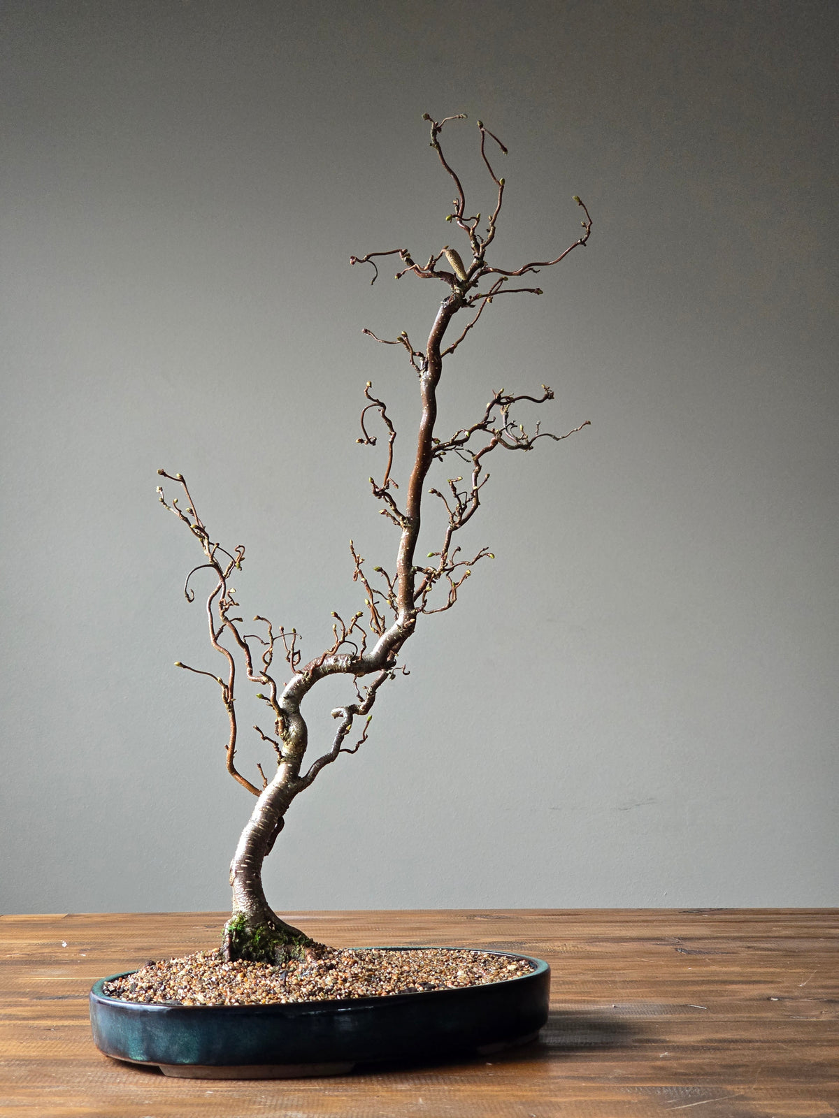 Corkscrew Hazels Bonsai